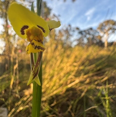 Diuris sulphurea (Tiger Orchid) at Mittagong, NSW - 24 Sep 2025 by Span102