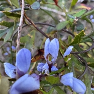 Comesperma volubile by Span102