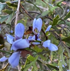 Comesperma volubile at Mittagong, NSW - suppressed