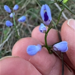 Comesperma volubile at Mittagong, NSW - suppressed