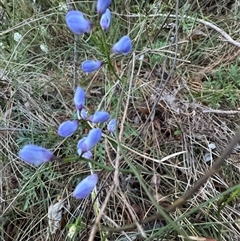 Comesperma volubile at Mittagong, NSW - suppressed