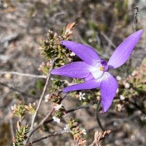 Glossodia major by Shazw