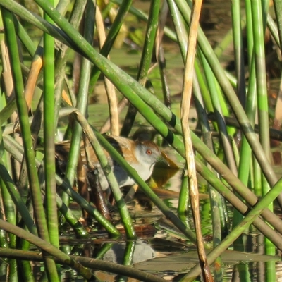 Zapornia pusilla (Baillon's Crake) at  - suppressed by Span102