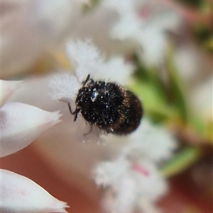 Dermestidae sp. (family) by clarehoneydove