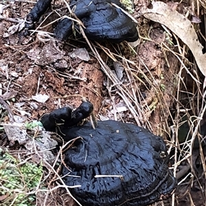 Unverified Fungus at Kungala, NSW - Yesterday by donnanchris
