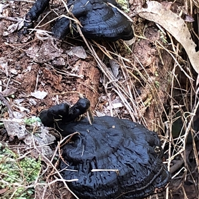 Ganoderma sp. (laccate, stemmed) at Kungala, NSW - 3 Oct 2025 by donnanchris