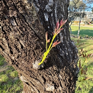 Fraxinus sp. at Campbell, ACT - Yesterday by Hejor1