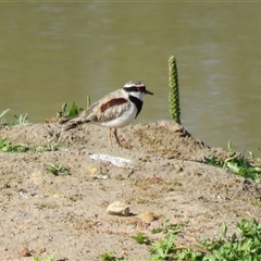 Thinornis melanops (Black-fronted Dotterel) at Goulburn, NSW - 4 Oct 2025 by Span102