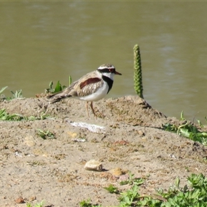 Thinornis melanops at Goulburn, NSW - Today by Span102