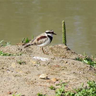 Thinornis melanops (Black-fronted Dotterel) at Goulburn, NSW - 4 Oct 2025 by Span102
