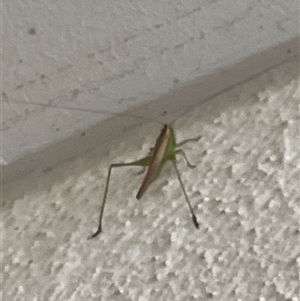 Tettigoniidae (family) at Braddon, ACT - 4 Feb 2023 by Hejor1