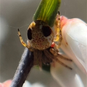 Araneus sp. (genus) by clarehoneydove