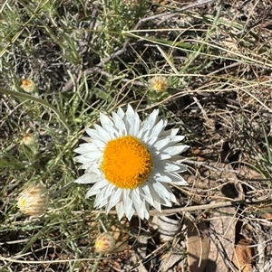 Leucochrysum albicans subsp. tricolor at Goulburn, NSW - Today by Span102