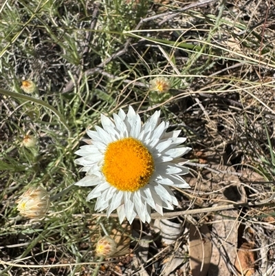 Leucochrysum albicans (Hoary Sunray) at Goulburn, NSW - 4 Oct 2025 by Span102
