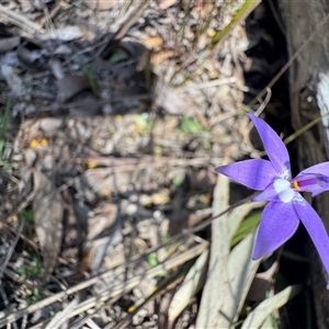 Glossodia major at Goulburn, NSW - Today by Span102