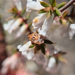 Eupolemus angularis (Acanthosomatid bug) by clarehoneydove