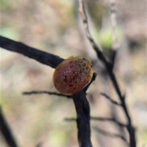 Paropsis obsoleta (Leaf beetle) by clarehoneydove