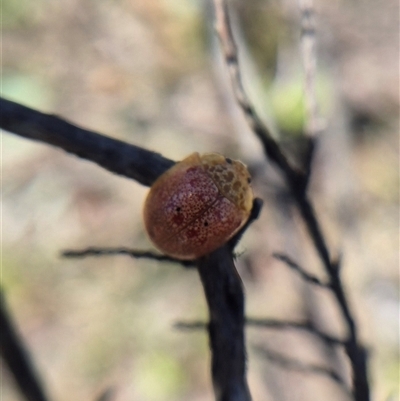 Paropsis obsoleta (Leaf beetle) at  - suppressed by clarehoneydove