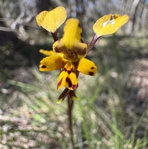 Diuris chryseopsis at Goulburn, NSW - Today by Span102
