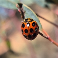 Harmonia conformis (Common Spotted Ladybird) by clarehoneydove