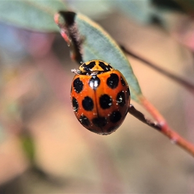 Harmonia conformis (Common Spotted Ladybird) at  - suppressed by clarehoneydove