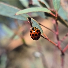 Harmonia conformis at Bungendore, NSW - suppressed