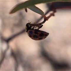 Harmonia conformis at Bungendore, NSW - suppressed