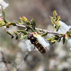 Melangyna viridiceps (Hover fly) by clarehoneydove