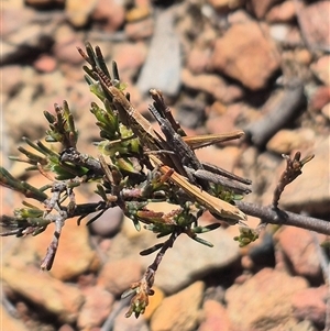 Keyacris scurra (Key's Matchstick Grasshopper) by clarehoneydove
