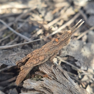 Coryphistes ruricola (Bark-mimicking Grasshopper) by clarehoneydove