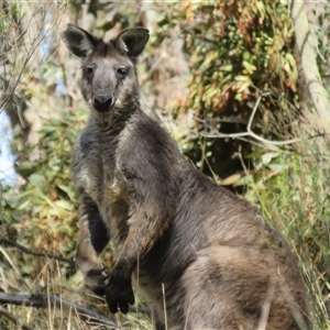 Osphranter robustus robustus (Eastern Wallaroo) at Goulburn, NSW - Today by Span102