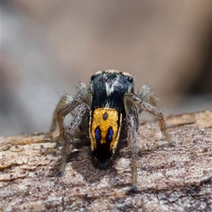 Maratus purcellae at Murrumbateman, NSW - Today by amiessmacro