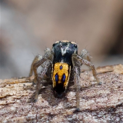 Maratus purcellae (Purcell's peacock spider) at Murrumbateman, NSW - Today by amiessmacro