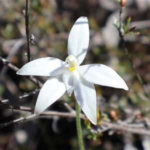 Caladenia ustulata at Aranda, ACT - Yesterday by Clarel
