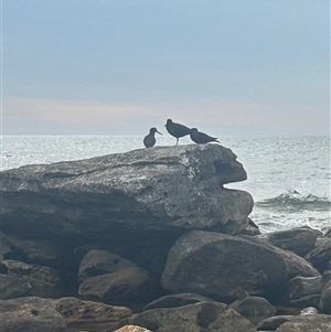 Haematopus fuliginosus at Malabar, NSW - Today by Span102