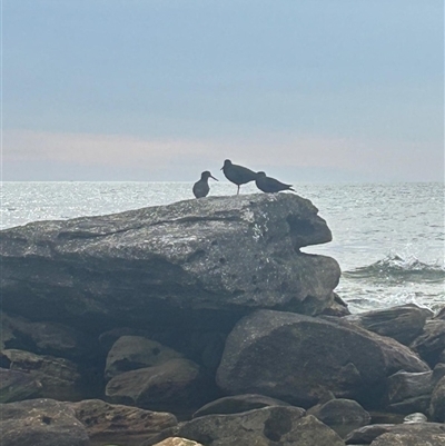 Haematopus fuliginosus (Sooty Oystercatcher) at Malabar, NSW - 4 Oct 2025 by Span102