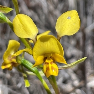 Diuris chryseopsis at Aranda, ACT - Yesterday by Clarel