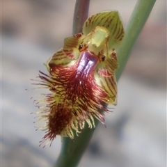 Calochilus montanus (Copper Beard Orchid) at Bruce, ACT - 3 Oct 2025 by Clarel