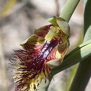 Calochilus platychilus at Bruce, ACT - Yesterday by Clarel