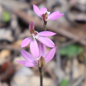 Caladenia carnea at Crace, ACT - Yesterday by Clarel