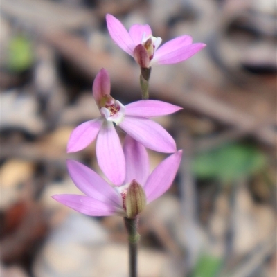 Caladenia carnea (Pink Fingers) at Crace, ACT - 3 Oct 2025 by Clarel