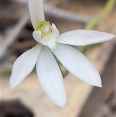 Caladenia carnea (Pink Fingers) at Kaleen, ACT - 3 Oct 2025 by Clarel