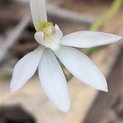 Caladenia carnea (Pink Fingers) at Kaleen, ACT - 3 Oct 2025 by Clarel