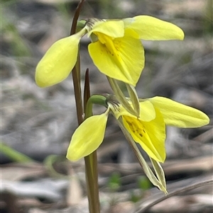 Diuris chryseopsis at Kaleen, ACT - Yesterday by Clarel