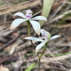Caladenia ustulata (Brown Caps) at Kaleen, ACT - 3 Oct 2025 by Clarel