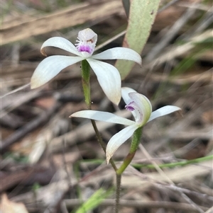 Caladenia ustulata at Kaleen, ACT - Yesterday by Clarel