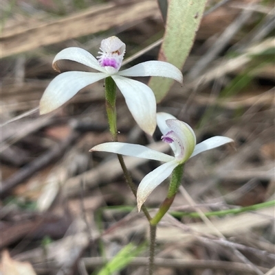 Caladenia ustulata (Brown Caps) at Kaleen, ACT - 3 Oct 2025 by Clarel