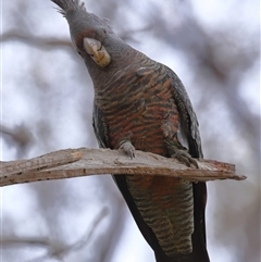 Callocephalon fimbriatum (Gang-gang Cockatoo) at Acton, ACT - 28 Sep 2025 by TimL