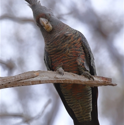Callocephalon fimbriatum (Gang-gang Cockatoo) at Acton, ACT - 28 Sep 2025 by TimL