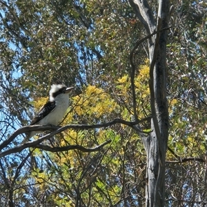 Dacelo novaeguineae at Hawker, ACT - Today by sangio7